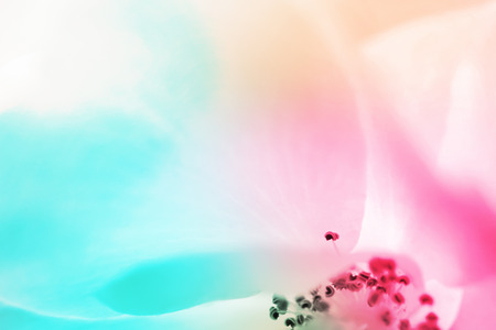colorful flowers in soft color and blur style for backgroundの写真素材