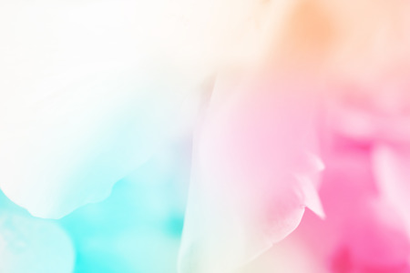colorful flowers in soft color and blur style for backgroundの写真素材
