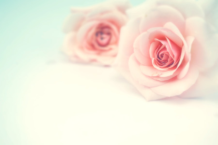 Sweet pink rose in soft color and blur style for backgroundの写真素材