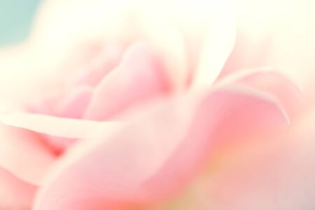 Sweet pink rose in soft color and blur style for backgroundの写真素材