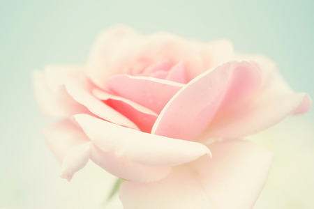 Sweet pink rose in soft color and blur style for backgroundの写真素材