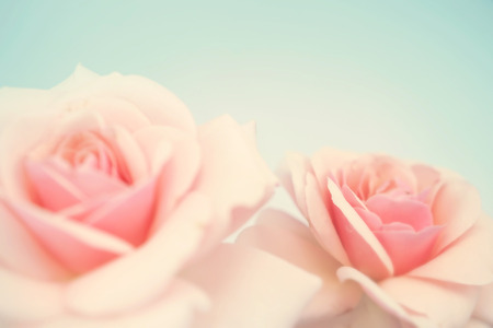 Sweet pink rose in soft color and blur style for backgroundの写真素材