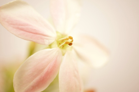 sweet color flowers in soft and blur style on mulberry paper texture for backgroundの写真素材