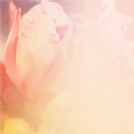 colorful orchids on old paper texture for backgroundの写真素材