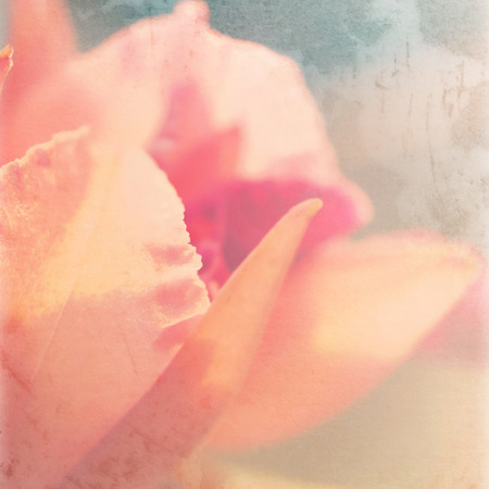 colorful orchids on old paper texture for backgroundの写真素材