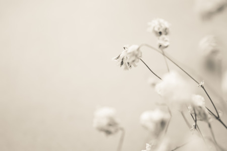 weed flowers in vintage color styleの写真素材