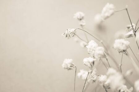 weed flowers in vintage color styleの写真素材