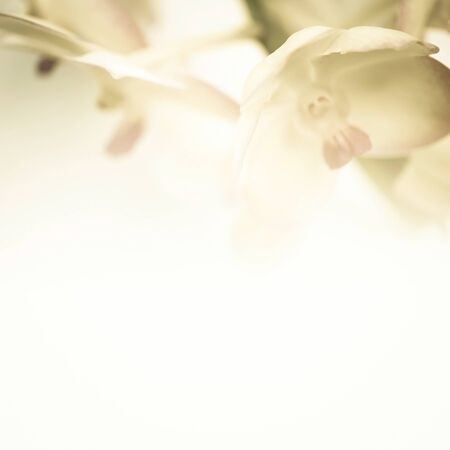 Sweet color orchid in soft color and blur style for backgroundの写真素材