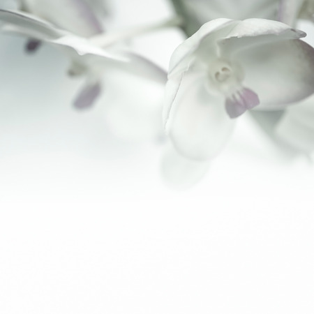 Sweet color orchid in soft color and blur style for backgroundの写真素材