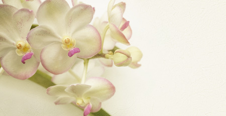 Sweet color orchids in soft color and blur style on mulberry paper texture for backgroundの写真素材