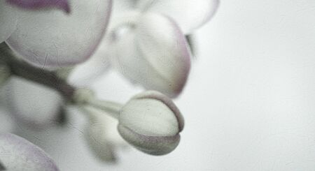 Sweet color orchid in soft color and blur style on mulberry paper textureの写真素材