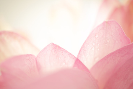 sweet color lotus in soft color and blur style on mulberry paper textureの写真素材