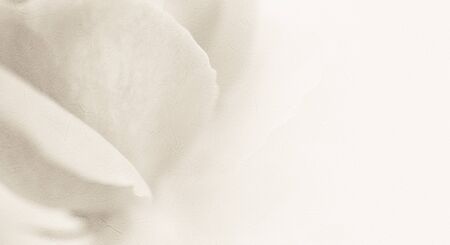 sweet classic color rose in soft color and blur style on mulberry paper textureの写真素材