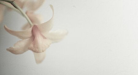 sweet color orchids in soft color and blur style for backgroundの写真素材