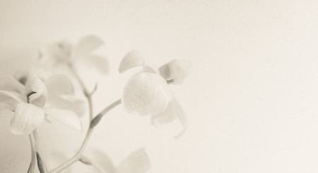 sweet color orchids in soft color and blur style for backgroundの写真素材