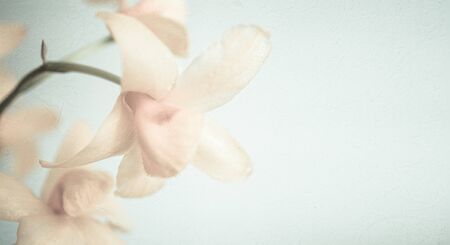 sweet color orchids in soft color and blur style for backgroundの写真素材