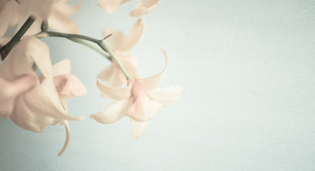 sweet color orchids in soft color and blur style for backgroundの写真素材