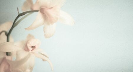 sweet color orchids in soft color and blur style for backgroundの写真素材