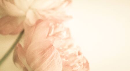 sweet color lotus in soft color and blur style on mulberry paper textureの写真素材