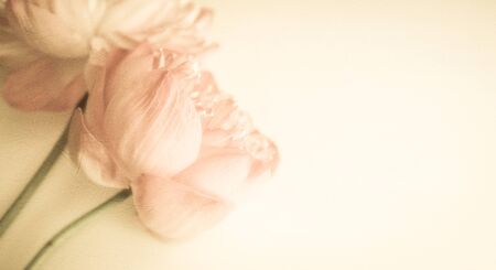 sweet color lotus in soft color and blur style on mulberry paper textureの写真素材