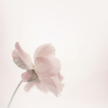 classic color roses in soft color style on mulberry paper texture for backgroundの写真素材