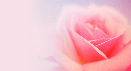 sweet color roses in soft and blur style on mulberry paper textureの写真素材