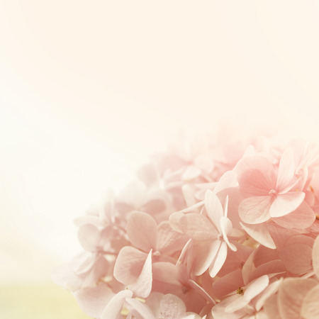 colorful flowers in soft color and blur style for backgroundの写真素材