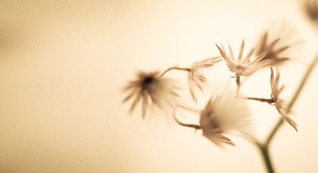 flowers in vintage color style on mulberry paper texture for backgroundの写真素材