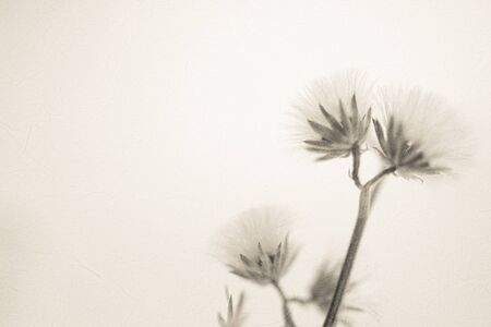 flowers in vintage color style on mulberry paper texture for backgroundの写真素材