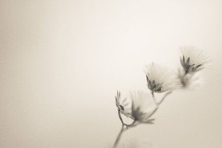 flowers in vintage color style on mulberry paper texture for backgroundの写真素材