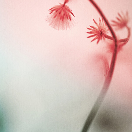 colorful flowers in vintage color style on mulberry paper texture for backgroundの写真素材