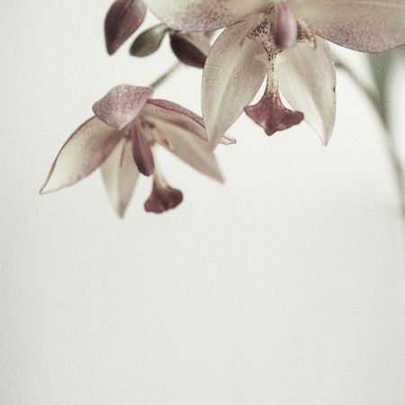 vintage color orchids in soft color and blur style for backgroundの写真素材