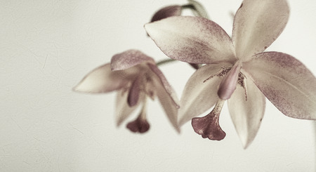 vintage color orchids in soft color and blur style for backgroundの写真素材