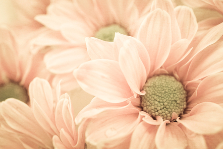 vintage color Chrysanthemums on mulberry paper textureの写真素材