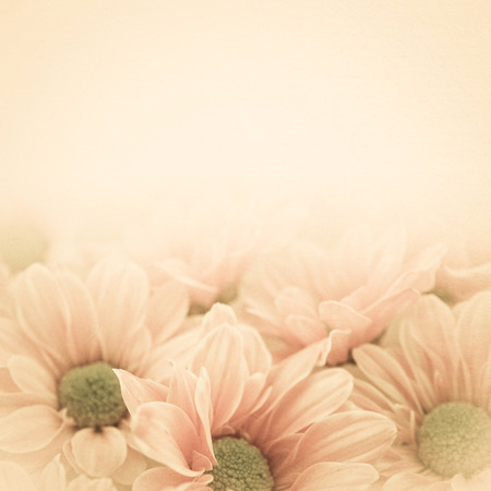 vintage color Chrysanthemums on mulberry paper textureの写真素材