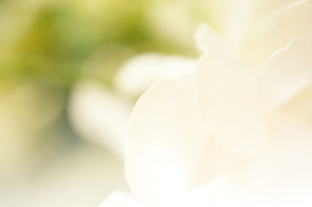 white petal rose, soft blur style for nature backgroundの写真素材
