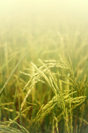 Paddy rice field , soft color backgroundの写真素材