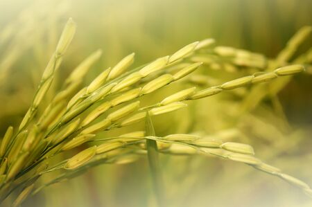 Paddy rice field , soft color background