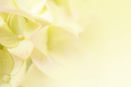 Sweet color hydrangea in soft color and blur style for background