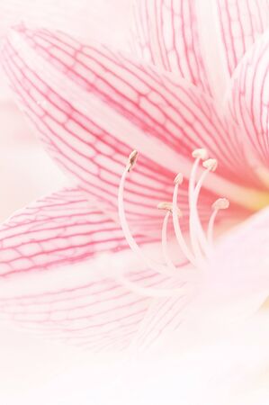 pink lily flower in vintage color backgroundの写真素材