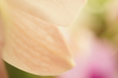 Sweet color blur flower for backgroundの写真素材