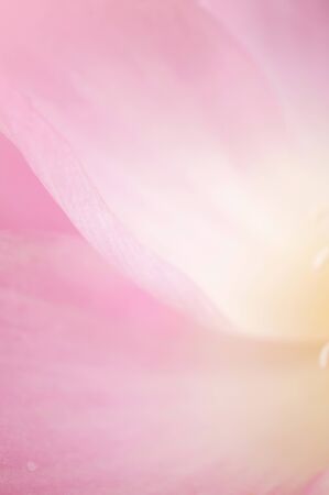 Pink Lotus Petal texture , in soft color and blur styleの写真素材