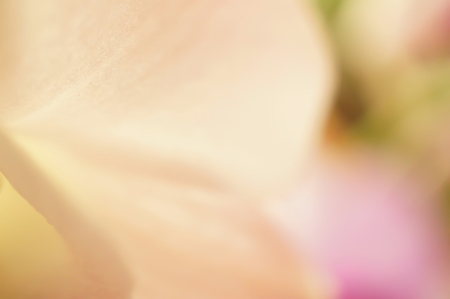 Sweet color blur flower for backgroundの写真素材