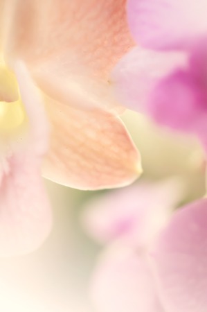 Sweet color hydrangea in soft color and blur style for backgroundの写真素材