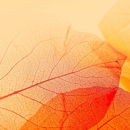 vivid color texture of leaves in soft color style