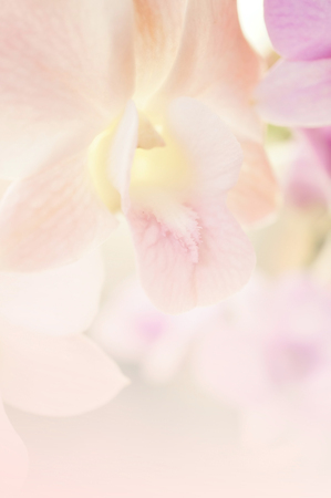 orchids in soft color and blur styleの写真素材