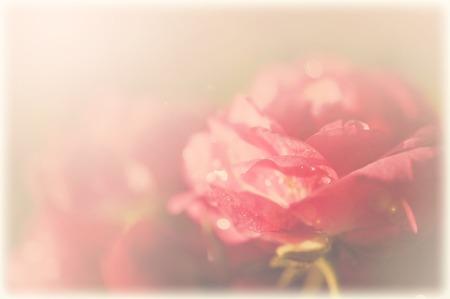 red rose soft color, vintage style backgroundの写真素材