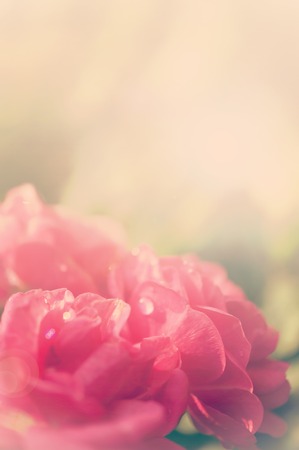 red rose soft color, vintage style background