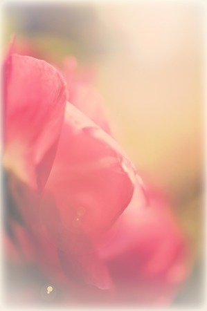 red rose soft color, vintage style backgroundの写真素材