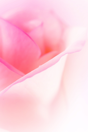 vivid color rose, soft backgroundの写真素材